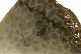 Free-Standing, Petoskey Stone (Fossil Coral) Section - Michigan #322955-1